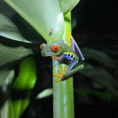 Апартаменти The Frog House La Fortuna Екстер'єр фото