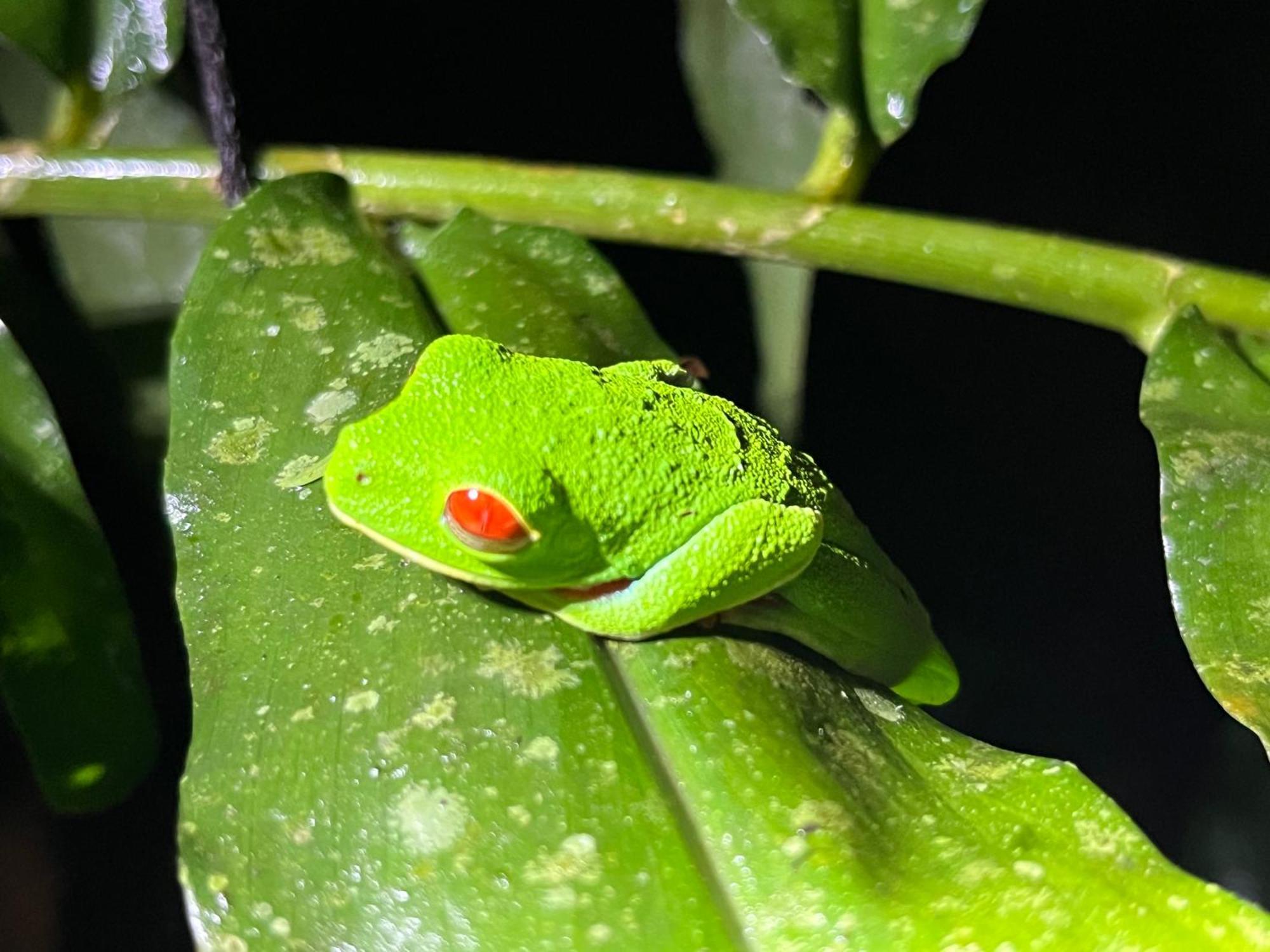Апартаменти The Frog House La Fortuna Екстер'єр фото