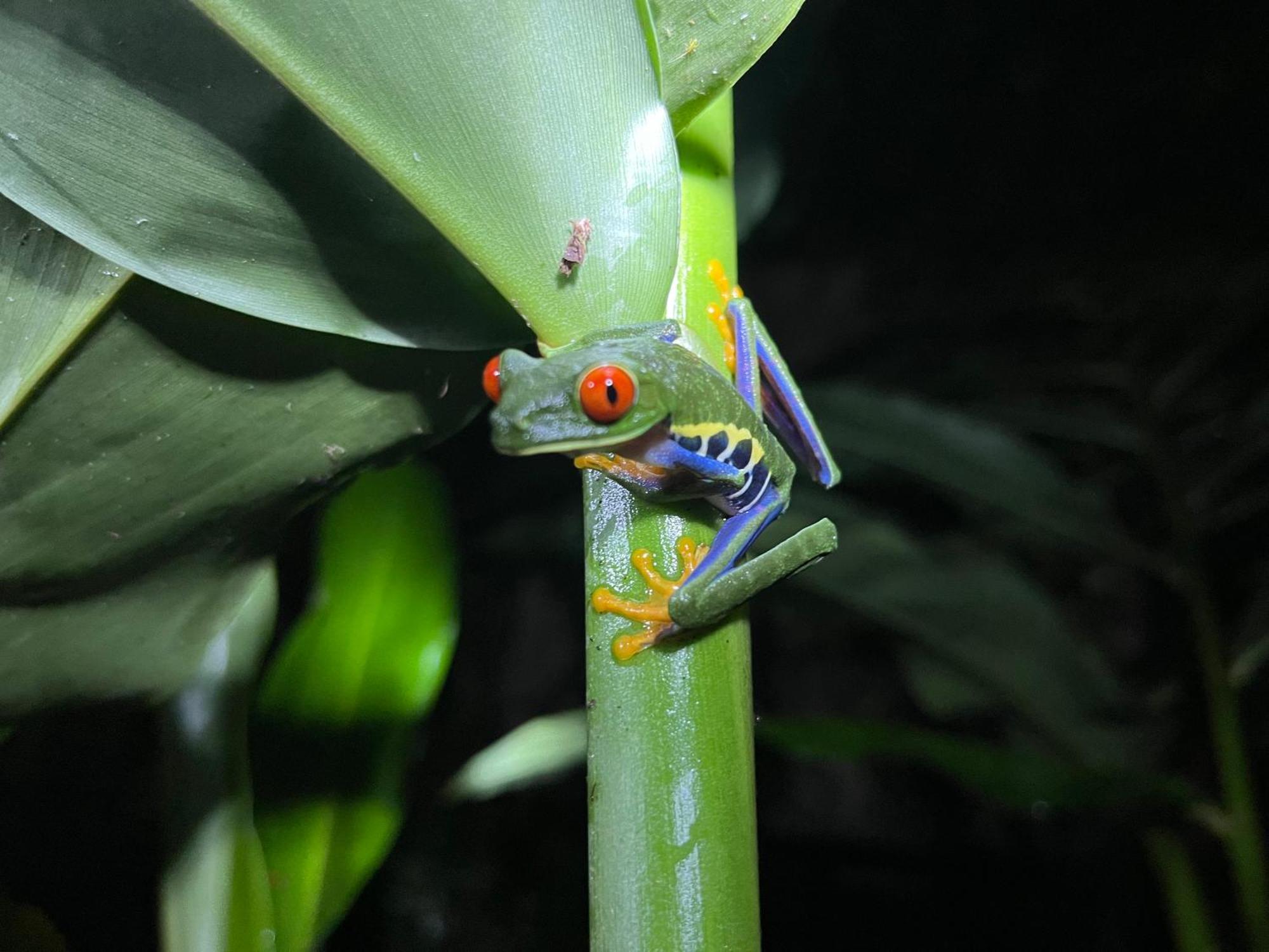 Апартаменти The Frog House La Fortuna Екстер'єр фото